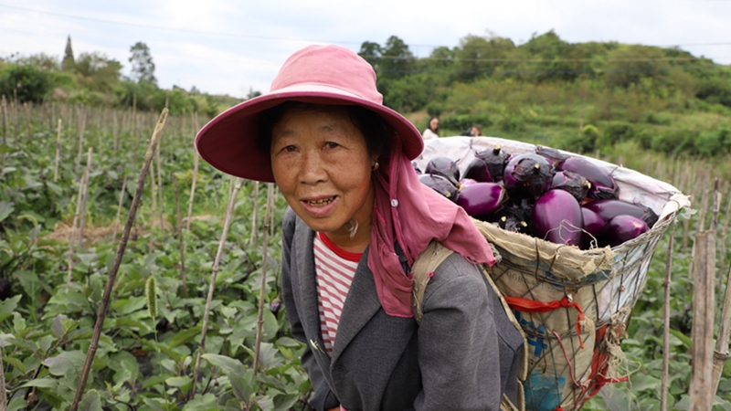 清水村還發展蔬菜1200畝，建成高標準農田300余畝，實現一年雙季、一季雙收和農民增收、農業增效、干群增情的“三增”目標 修文縣融媒體中心陶群 攝