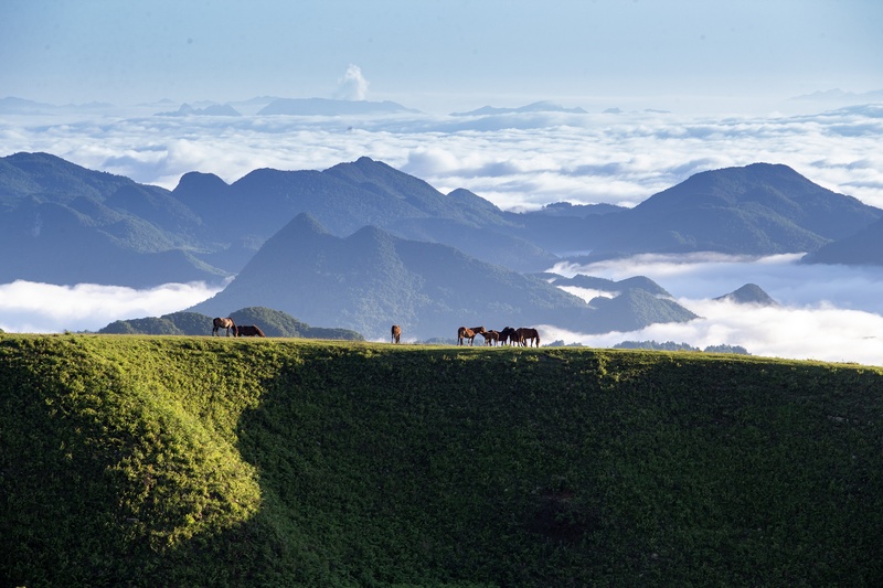 7月2日，牲畜在貴州省畢節市赫章縣阿西里西大草原上覓食。