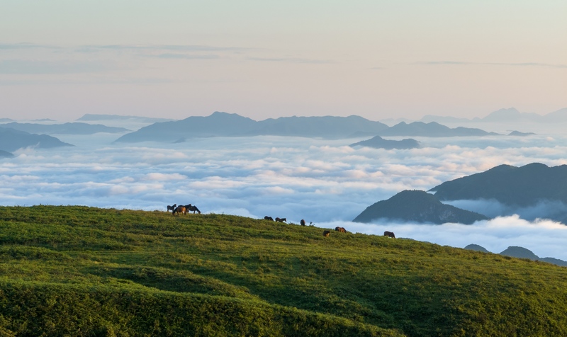 7月2日，牲畜在貴州省畢節市赫章縣阿西里西大草原上覓食。