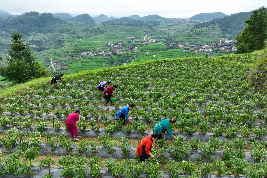 采摘青辣椒。