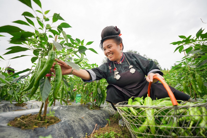 采摘青辣椒。