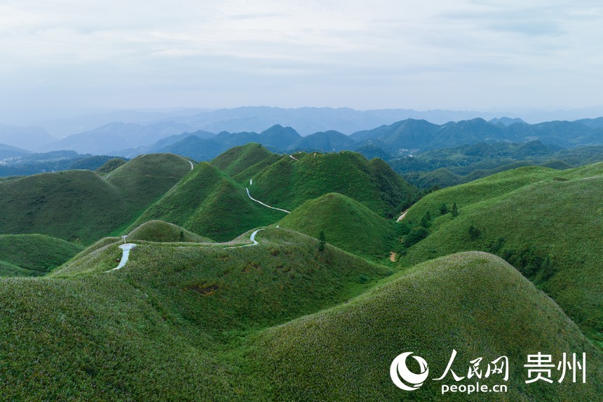 航拍金沙縣玉簪花云海景區。人民網記者 涂敏攝