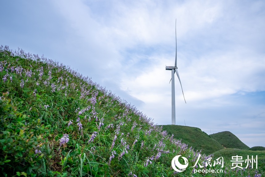 盛開的野生玉簪花。人民網記者 涂敏攝
