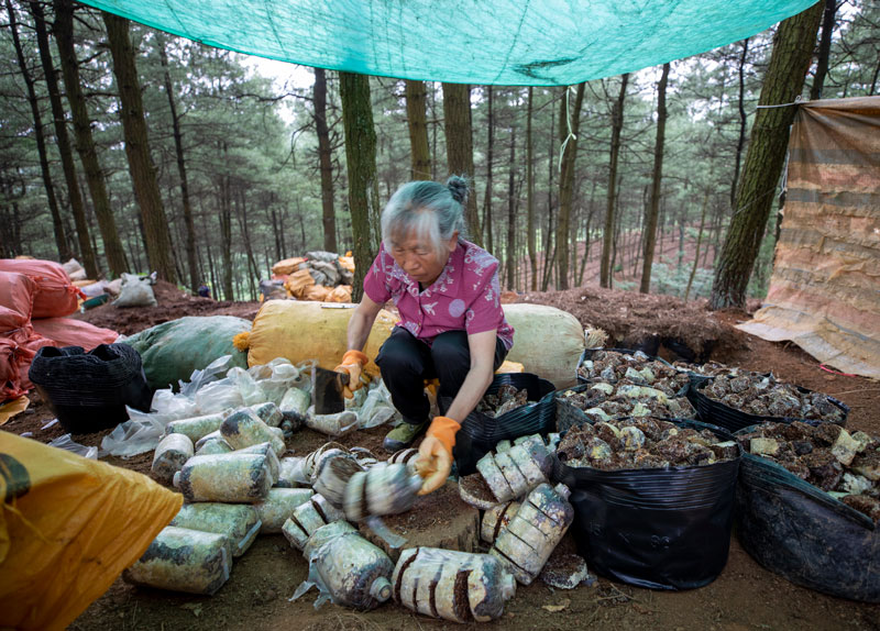 村民分解天麻菌包。李學友攝