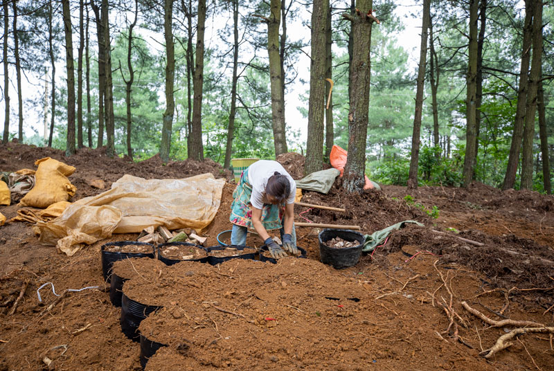 村民在天麻基地培柴。李學友攝
