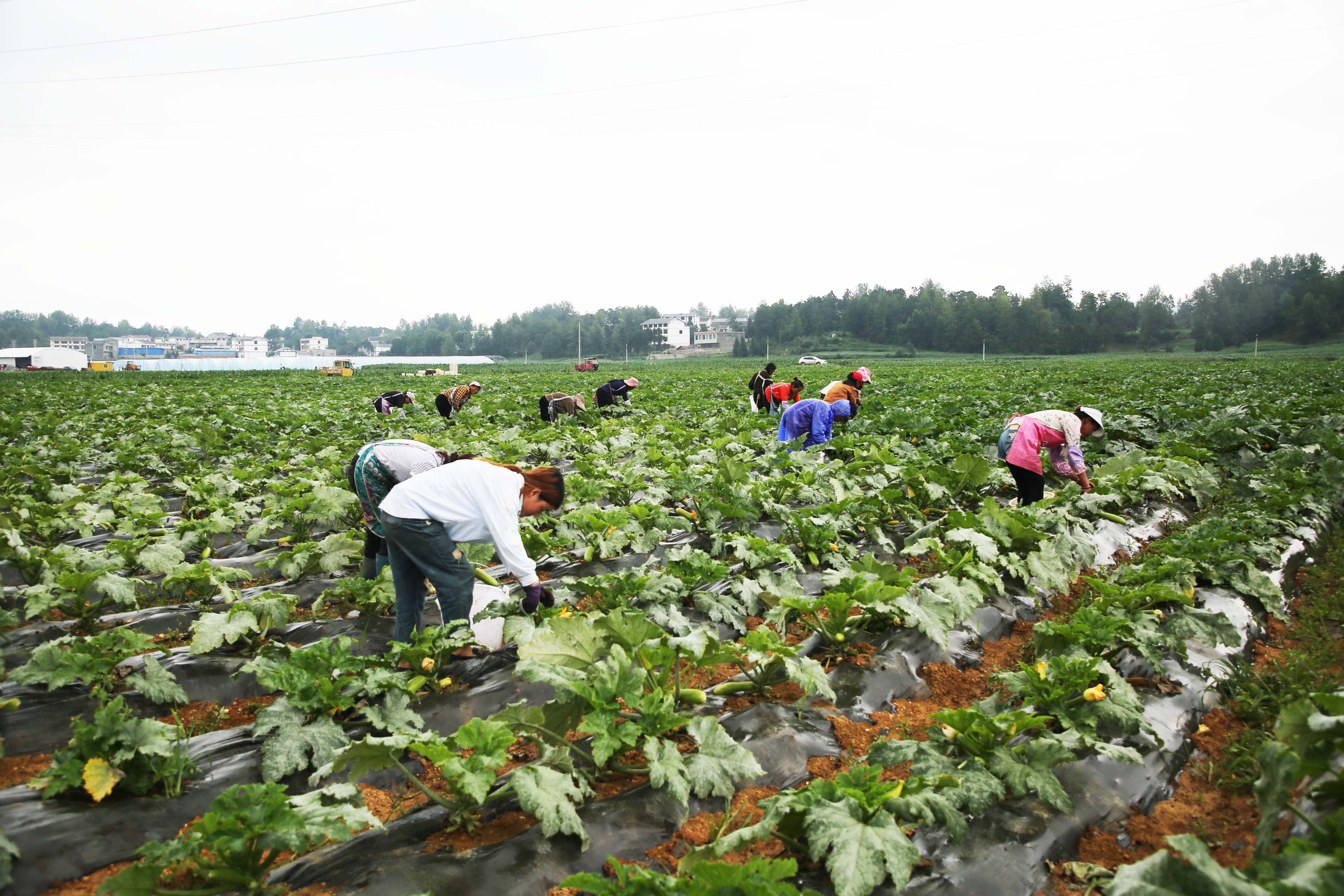 采摘小瓜。