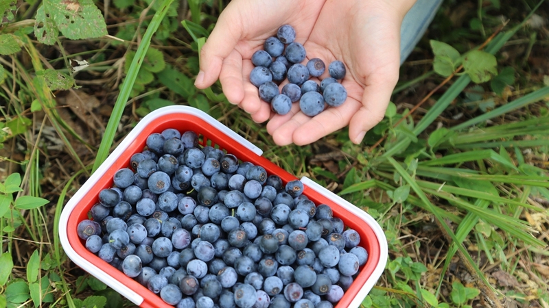 采摘后的藍莓 修文縣融媒體中心查姜維 攝