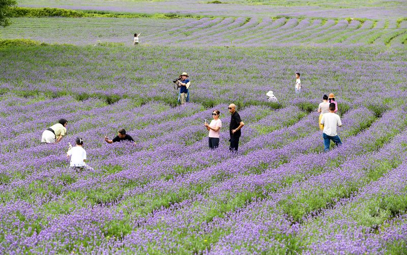 7月21日，游客在貴州省畢節市赫章縣興發鄉中寨村薰衣草花海游玩拍照。