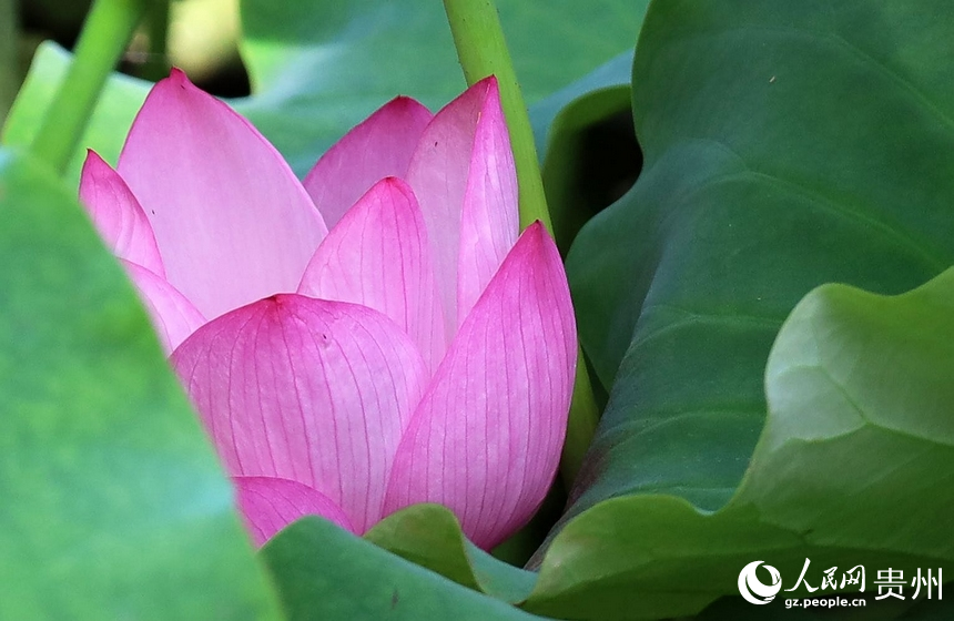 掩藏在荷葉中的荷花。人民網 潘佳倩攝