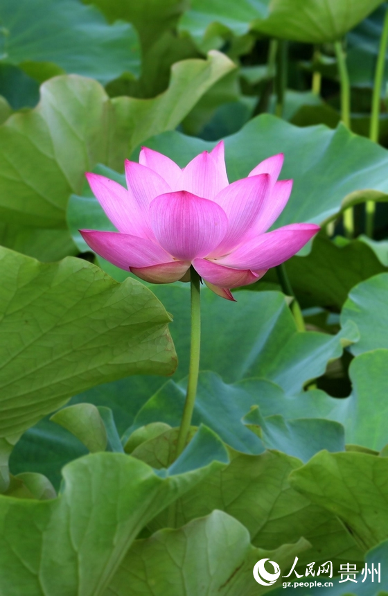 亭亭玉立的“水中仙”。人民網 潘佳倩攝