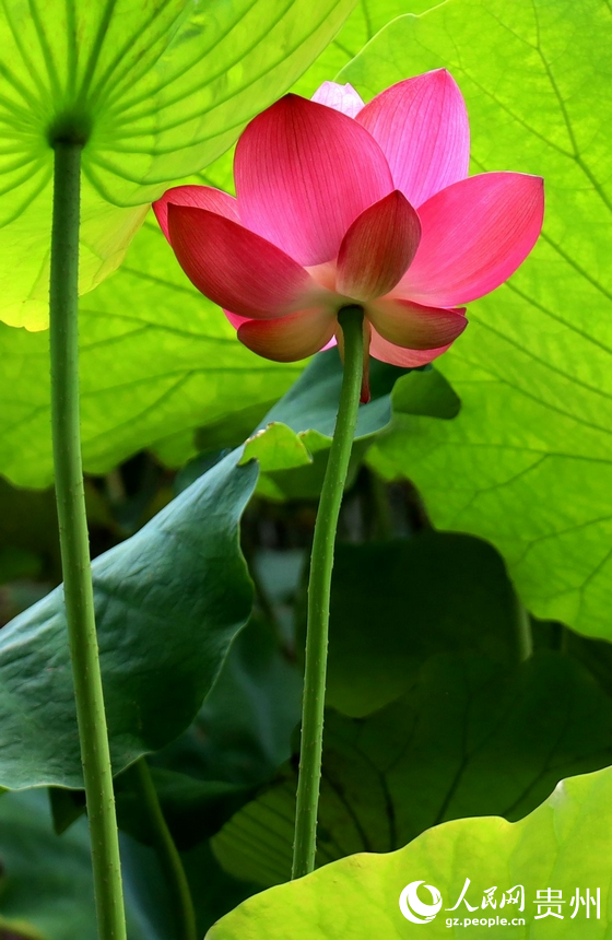 掩藏在荷葉下的荷花。人民網 潘佳倩攝