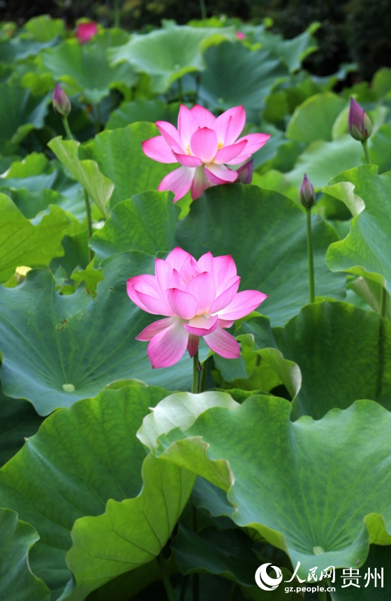 夏日炎炎，唯有荷花的清香給人內心的寧靜。人民網 潘佳倩攝