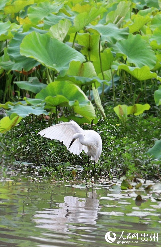 荷花池邊，白鷺正在“梳妝”。人民網 潘佳倩攝