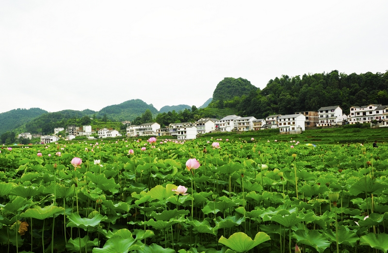 1、千畝荷花開，裝點了鄉村的容顏。駱世明 攝