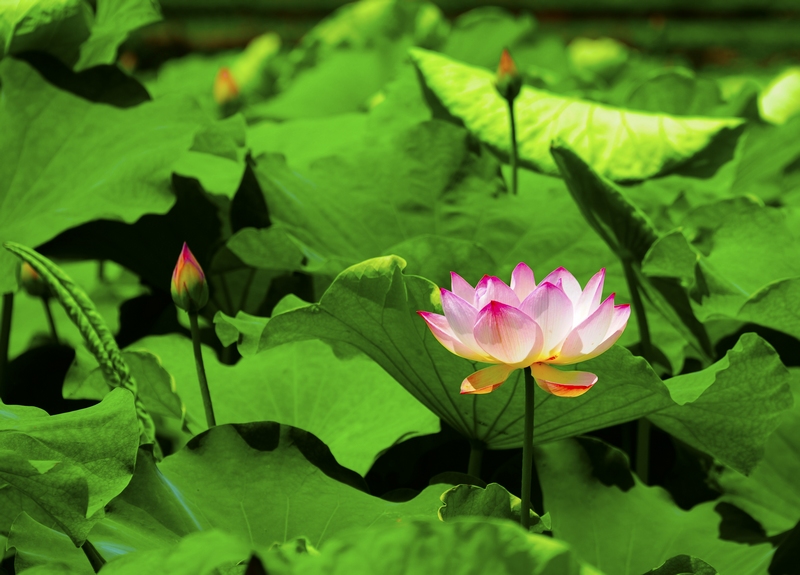 3、競相開放的荷花。駱世明 攝