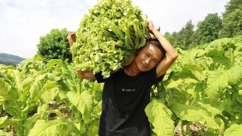 煙農們穿梭于煙地里，忙碌著采摘煙葉 修文縣融媒體中心羅飛雪（實習） 攝