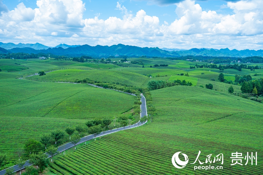 俯瞰萬畝茶海。人民網 陽茜攝