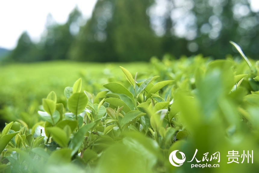 夏秋茶吐新芽。人民網 陽茜攝