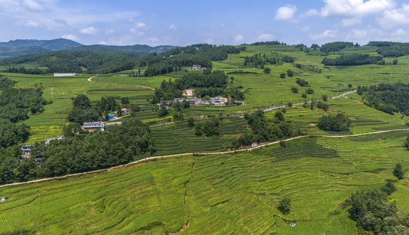 赫章縣雙坪鄉千畝烤煙連片基地。
