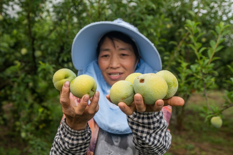 2024年8月4日，貴州省畢節市七星關區歸化街道常豐社區村民正在展示成熟的皇后李。 