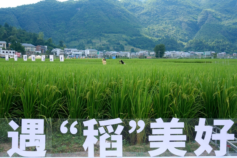 2 遇“稻”美好  李前勇  攝