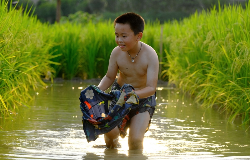 3 小朋友在稻田抓魚。李珊珊  攝
