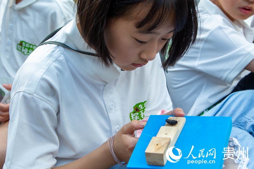 觀察昆蟲的小朋友。袁華強攝