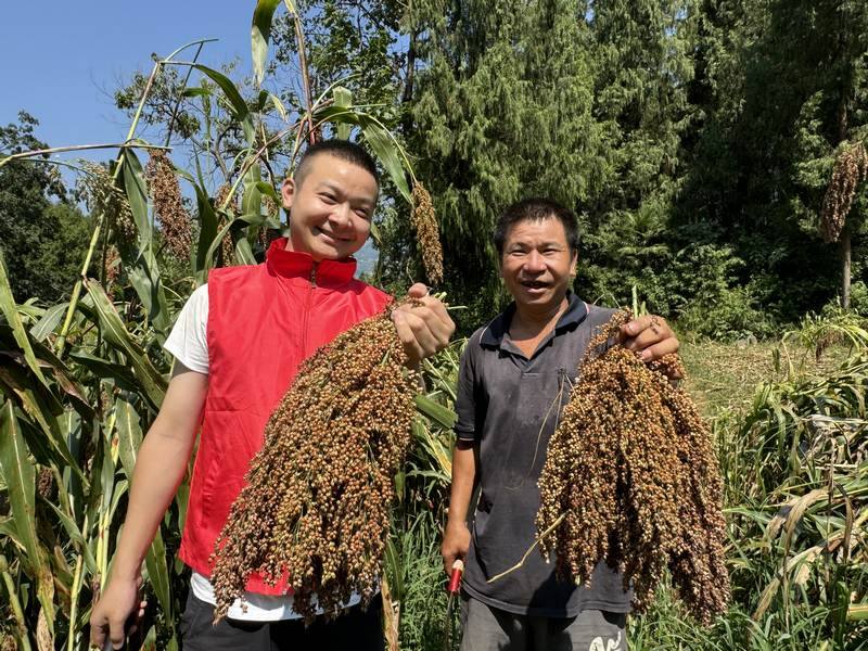 5龍井鎮1.1萬余畝高粱喜豐收。仁懷市融媒體中心供圖.jpg