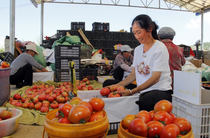 務工群眾在把剛采收的西紅柿打包裝箱。
