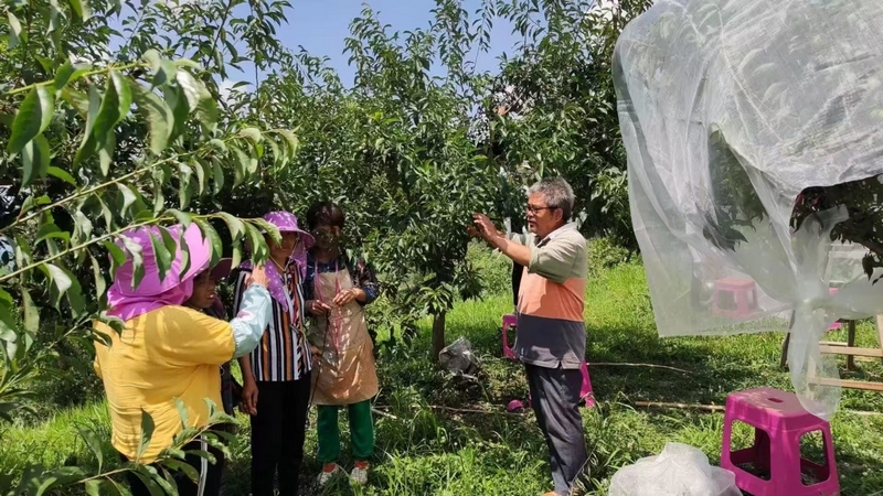 果農正踱步在園內打理事務，為9月中旬即將開園迎客做準備 修文縣大石布依族鄉黃春蘭 攝