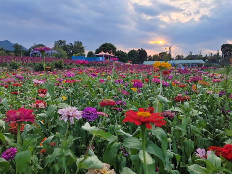 仁懷市八卦園景區太陽花(余甚君 拍攝)
