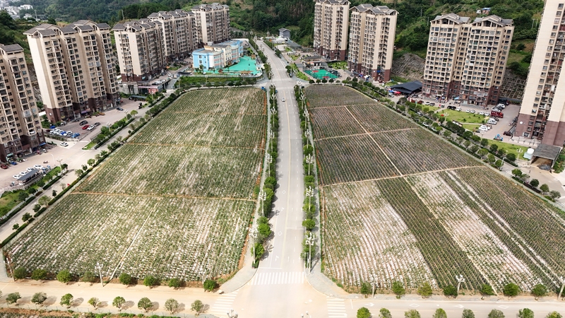 劍河縣幸福社區心愁菜園迎來豐收