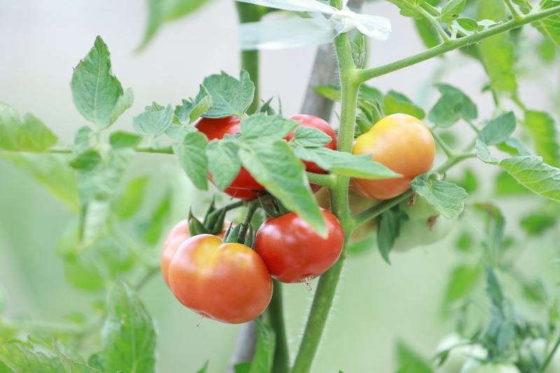 劍河縣幸福社區心愁菜園里成熟的番茄 (1)