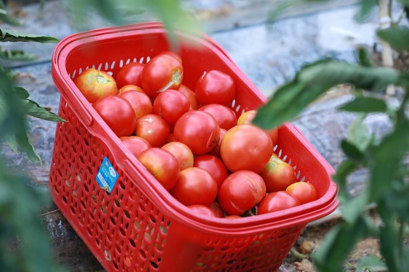 劍河縣幸福社區心愁菜園里成熟的番茄 (2)
