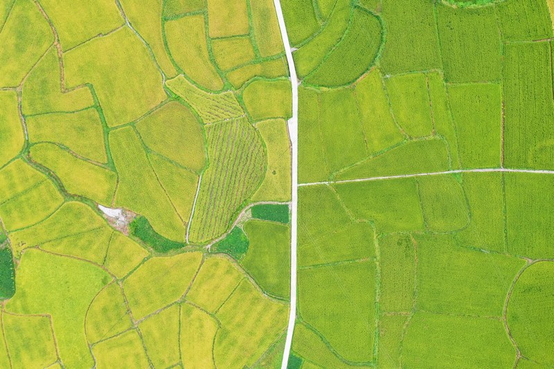 劍河縣南明大壩連片稻田航拍。