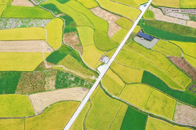 劍河縣南明大壩連片稻田航拍。