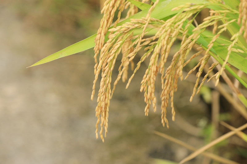 劍河縣南明大壩連片稻田里，已近成熟的稻穗。