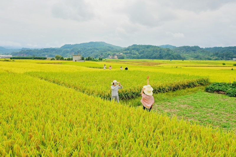 游人在劍河縣南明大壩連片稻田里賞景、拍照。