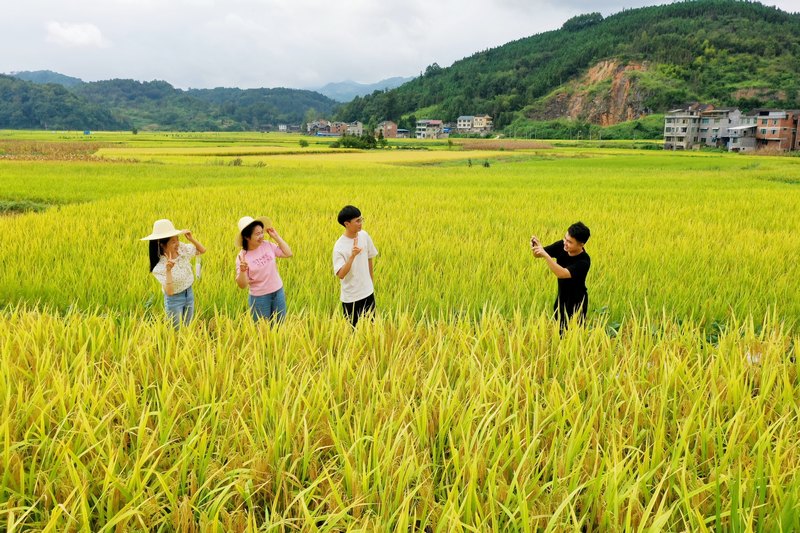 游人在劍河縣南明大壩連片稻田里賞景、拍照。