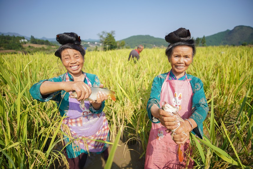 9月5日，村民在貴州省丹寨縣龍泉鎮卡拉村展示稻田魚。