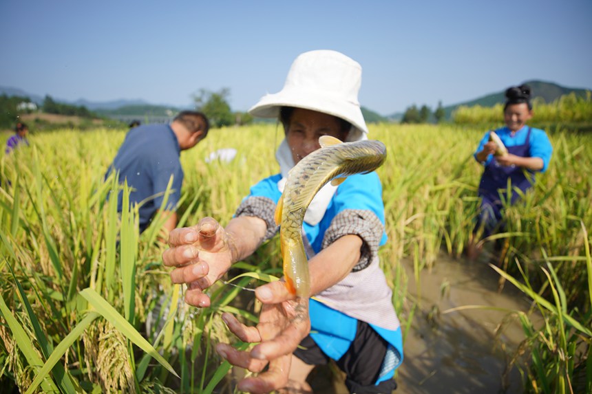 9月5日，村民在貴州省丹寨縣龍泉鎮卡拉村抓稻田魚。