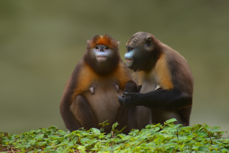2 黔金絲猴。陳東升 攝 