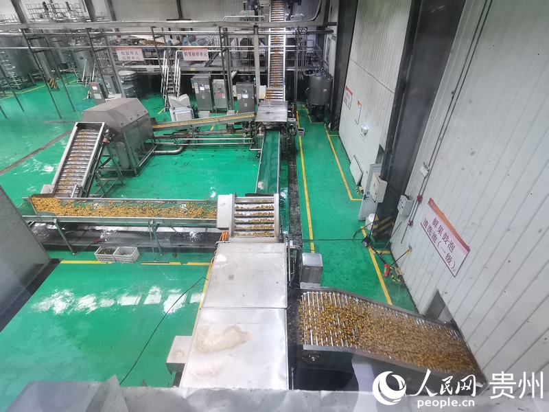生產車間內，正在加工刺梨產品。人民網 黃小桃攝