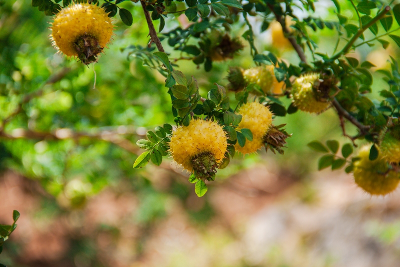 刺梨長勢喜人。貴州初好公司供圖