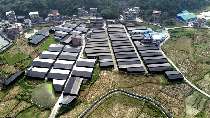 荔波縣佳榮鎮拉祥村食用菌基地。