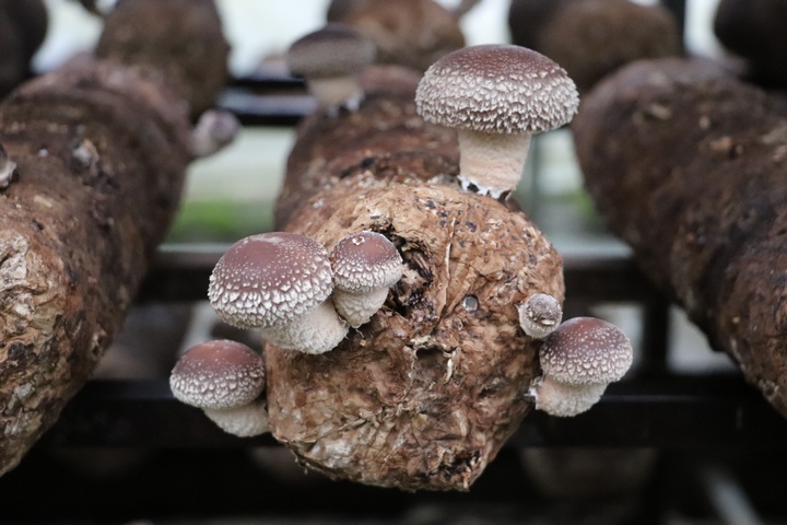 菌棒上的香菇。