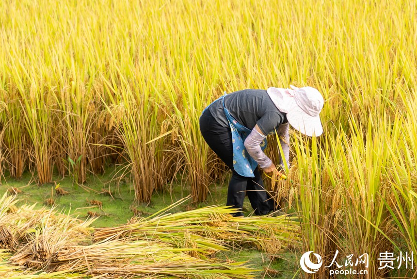 村民們正在收割成熟的水稻。人民網記者 涂敏攝