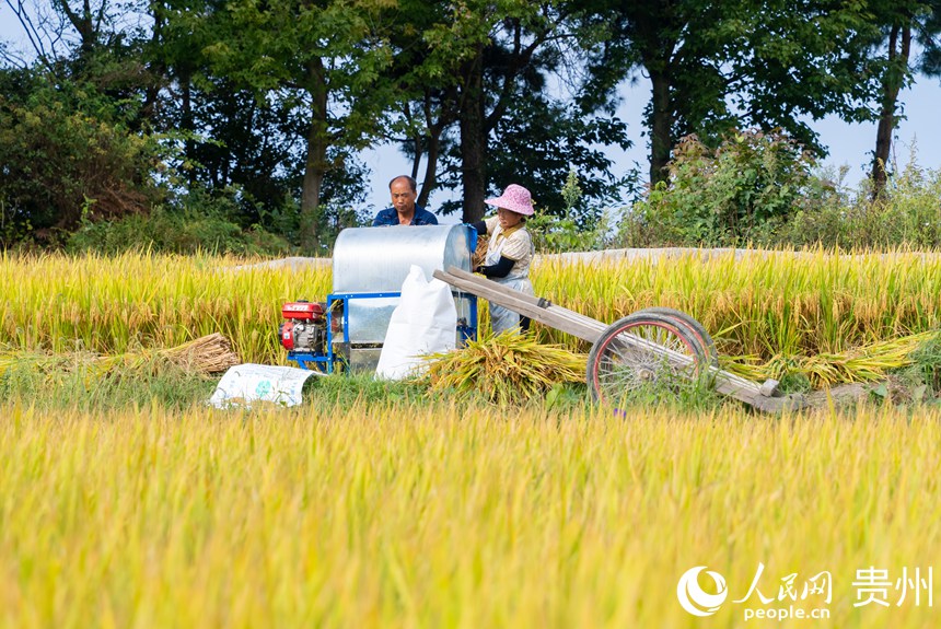 村民為收割的稻谷脫粒。人民網記者 涂敏攝