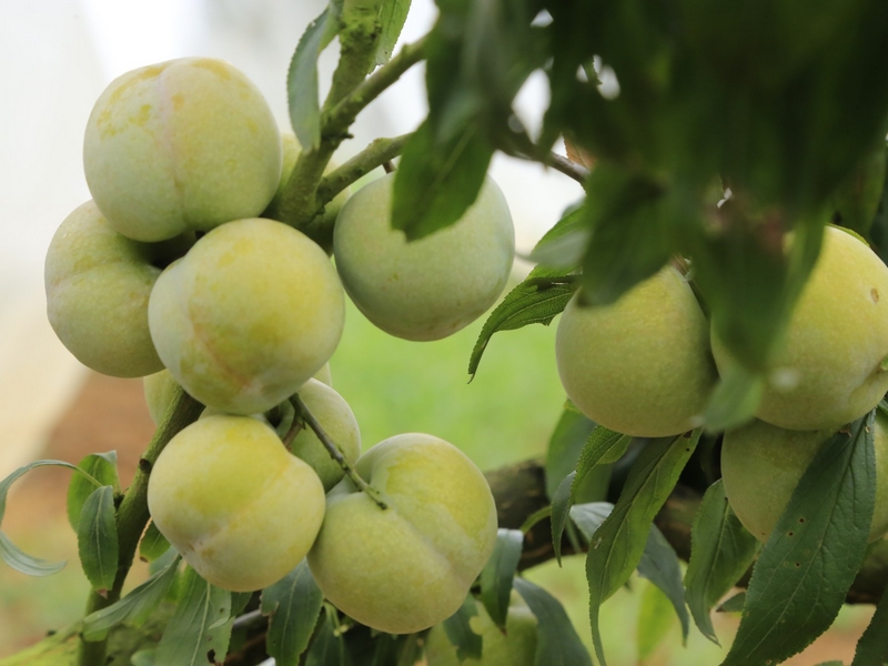 一顆顆飽滿圓潤的晚香脆李綴滿枝條，看上去十分誘人。 修文縣融媒體中心李宇 攝