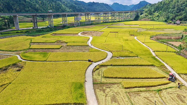 松港村水稻豐收。